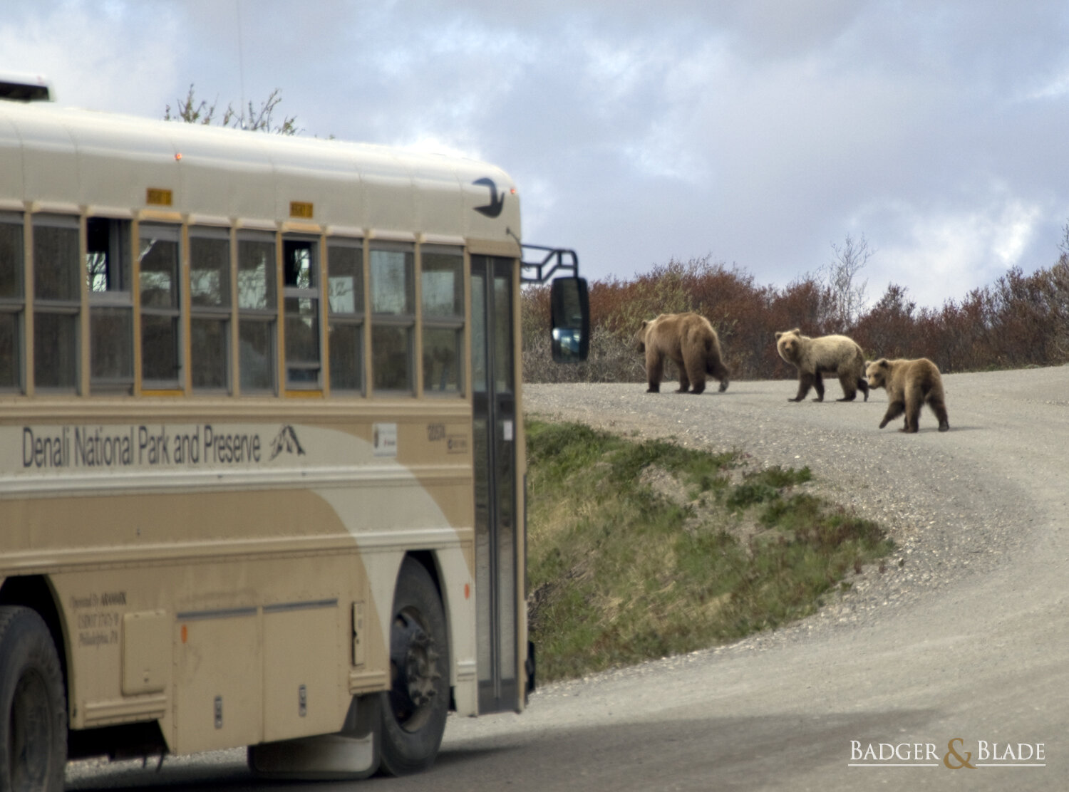 BearBus2