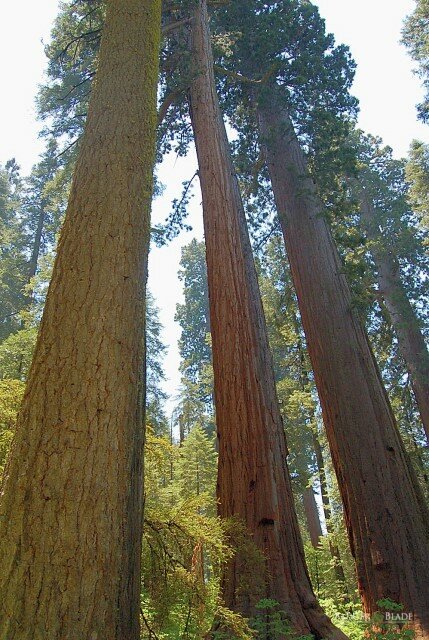 calaveras-big-trees-state-park-north-grove-trail