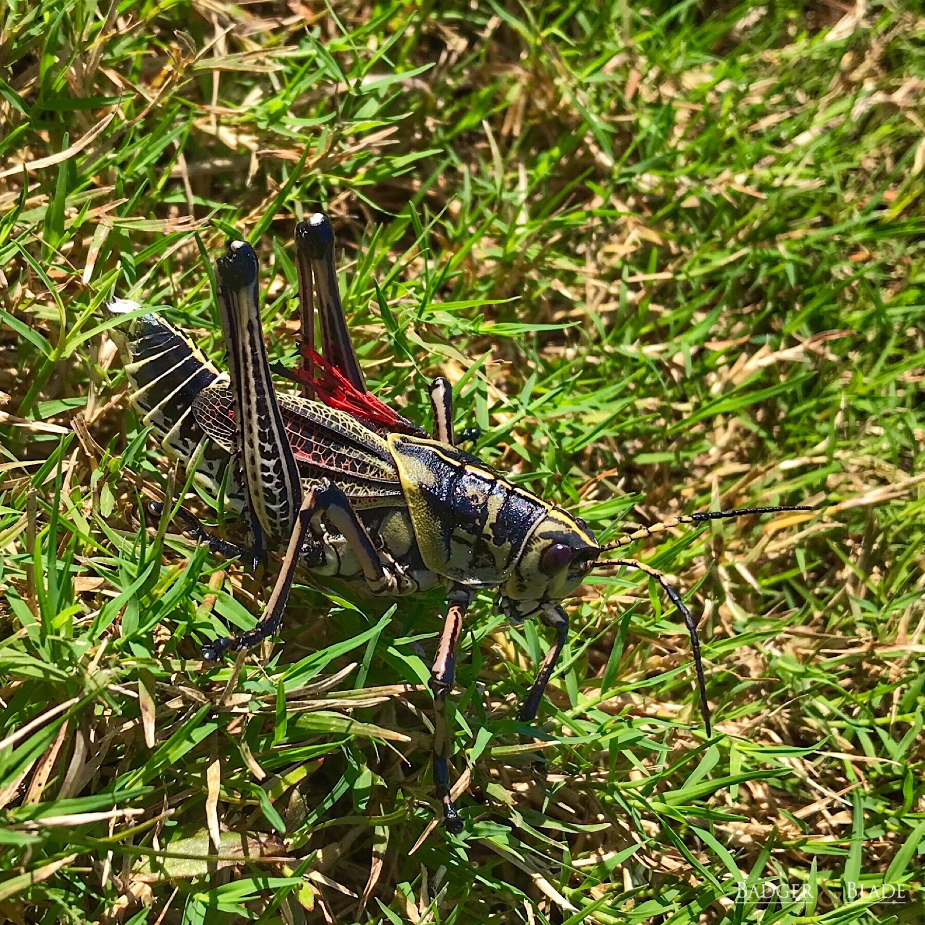 Grasshopper ID?