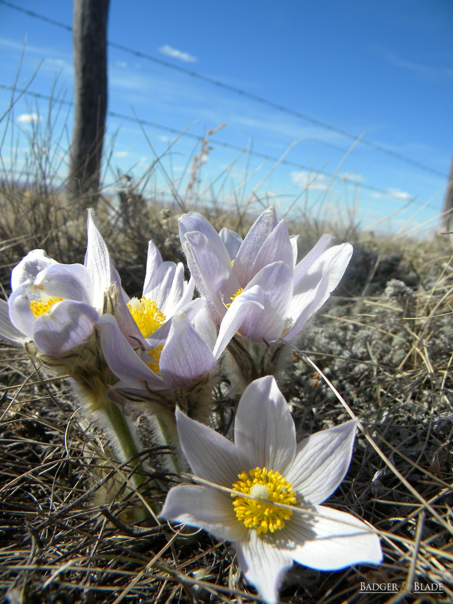 Prairie Spring